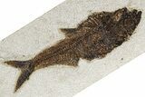 Detailed Fossil Fish (Diplomystus) - Wyoming #382999-1